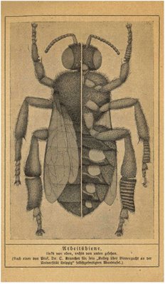 Krancher bee illustration