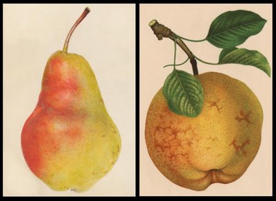 Willard and Idaho pears from sometime around 1900