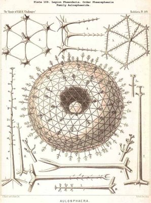 radiolaria 1