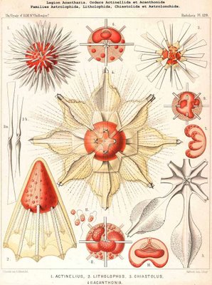 radiolaria