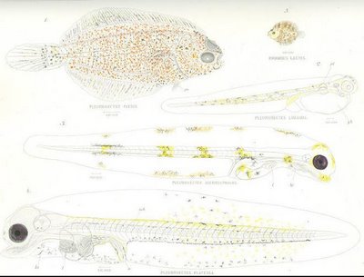 sole cross sections