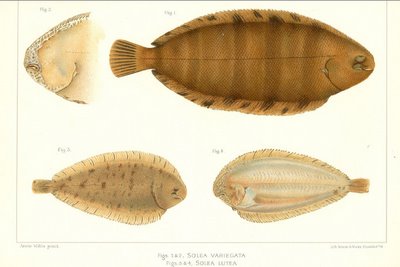 three small sole species