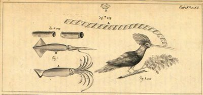 Surat - bird and squid - Swedish East India Company