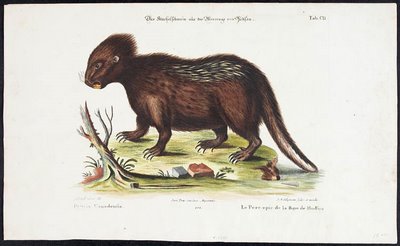 hudson bay porcupine