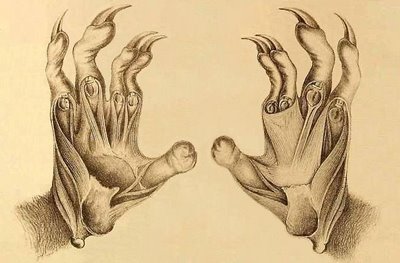 primate hands
