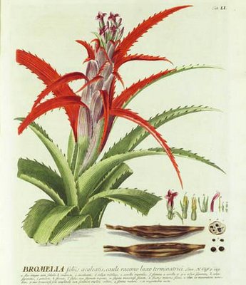 plantae selectae