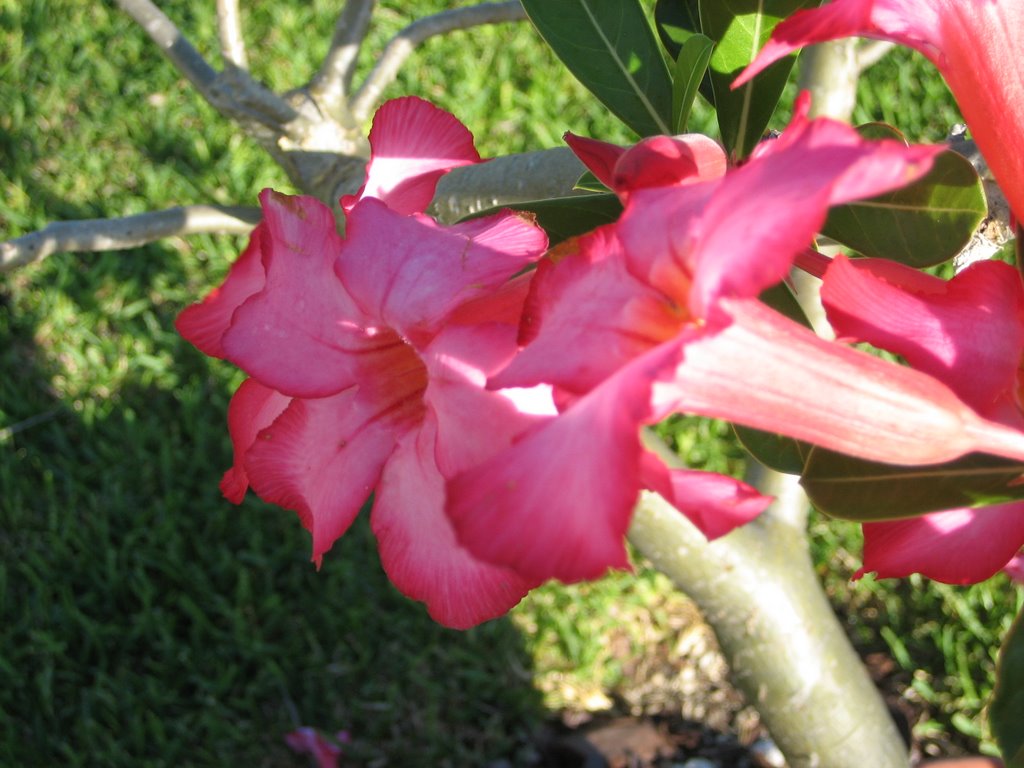 Bahamagarden Frangipani V Desert Rose