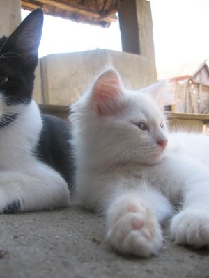 Pet Pictures: Cat Picture - Lazy Cat