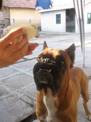 Pet Pictures: Dog Picture - Picture of Dune's Dog called Max