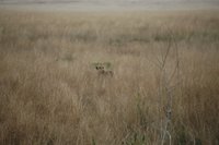 Leona al acecho en el Masai Mara