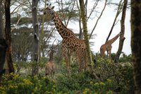 Robado de jirafa con su cría