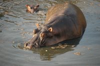 Hipopótamo con cría