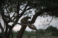 Leopardo encaramado en árbol