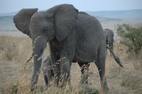 Elefanta protegiendo a su cría