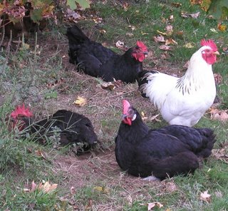 resting hens