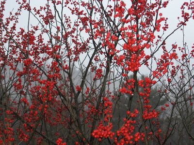 red berries in fog