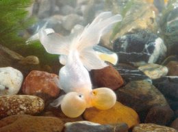 (Goldfish)Multicoloured Bubble-eye