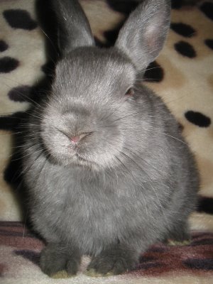 Bunny by Charles DH Crosbie from flickr (CC-NC-ND)