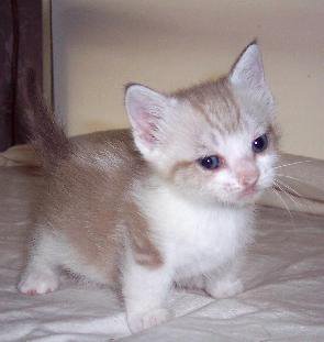Les Chatons Les Plus Mignon Le Munchkin Les Chatons Les Plus Mignon Le Munchkin