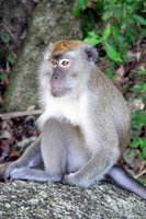 Monkey, Malaysia