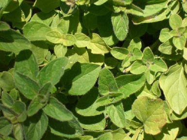 Weekend Herb Blogging:  Still No Dog or Cat, but Here's a Photo of My Oregano
