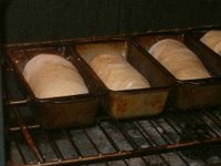 Loaves starting to rise