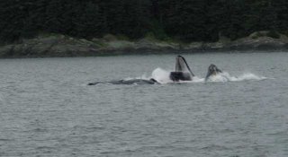 Whales bubble-net feeding in Juneau
