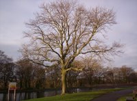 Paddy Freemans Park Paddy Freemans Park