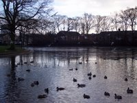 Paddy Freemans Park Paddy Freemans Park
