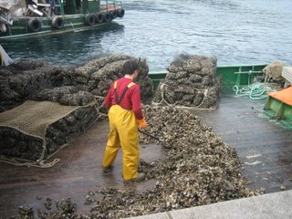 mussels on deck at Porto de Aldán