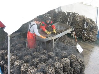 cleaning and sorting mussels at Porto de Aldán