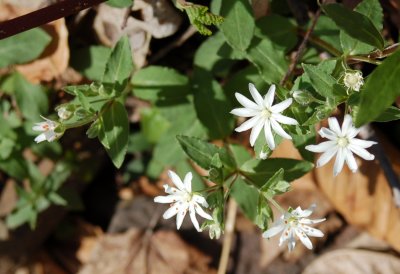 Star chickweed flowers