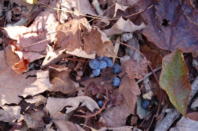 Wild grapes on the ground