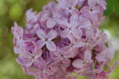 Lilac flowers, up close