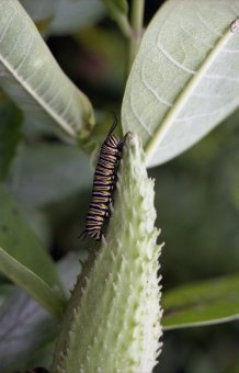 Monarch caterpillar on milkweed pod