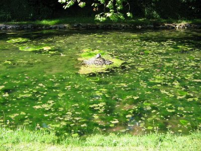 Prato d'acqua. Chantilly, 19-06-2005