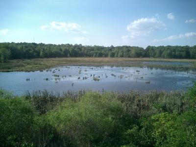 Wetlands at Huntley Meadows Park in Fairfax County, Virginia