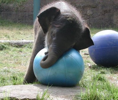 I could hug this elephant...