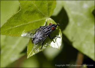 picture of a housefly for bugtong-filipinosongsatbp.blogspot.com