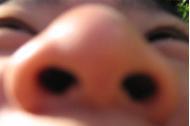 Closeup view of nostrils