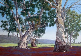Red River Gum Tree