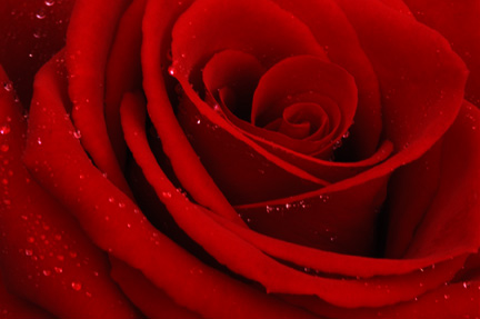 24 rosor | Smulor av allt