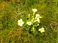 Spring Flowers in Wales