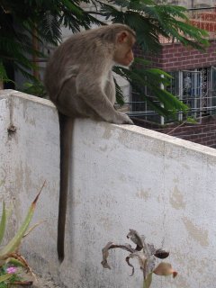Hanuman looking for Seeethai