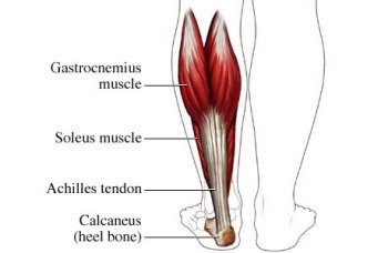 bodybuilding tip weightlifting tip weight training calves