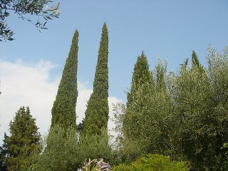 dilbertian trees
