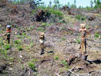 Chainsaw sculptures in Marie Joseph call attention to a clear-cut. Nova Scotia has lots of clearcuts