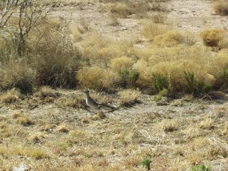 Roadrunner