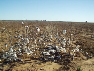 Cotton Farm