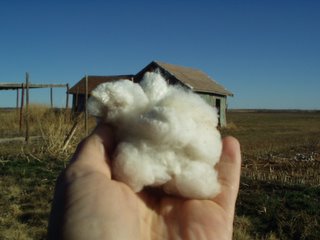 Picked cotton